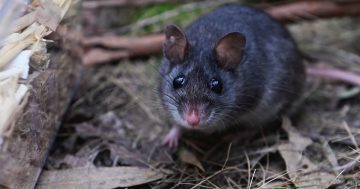 Endangered mouse reintroduced to South Coast forest