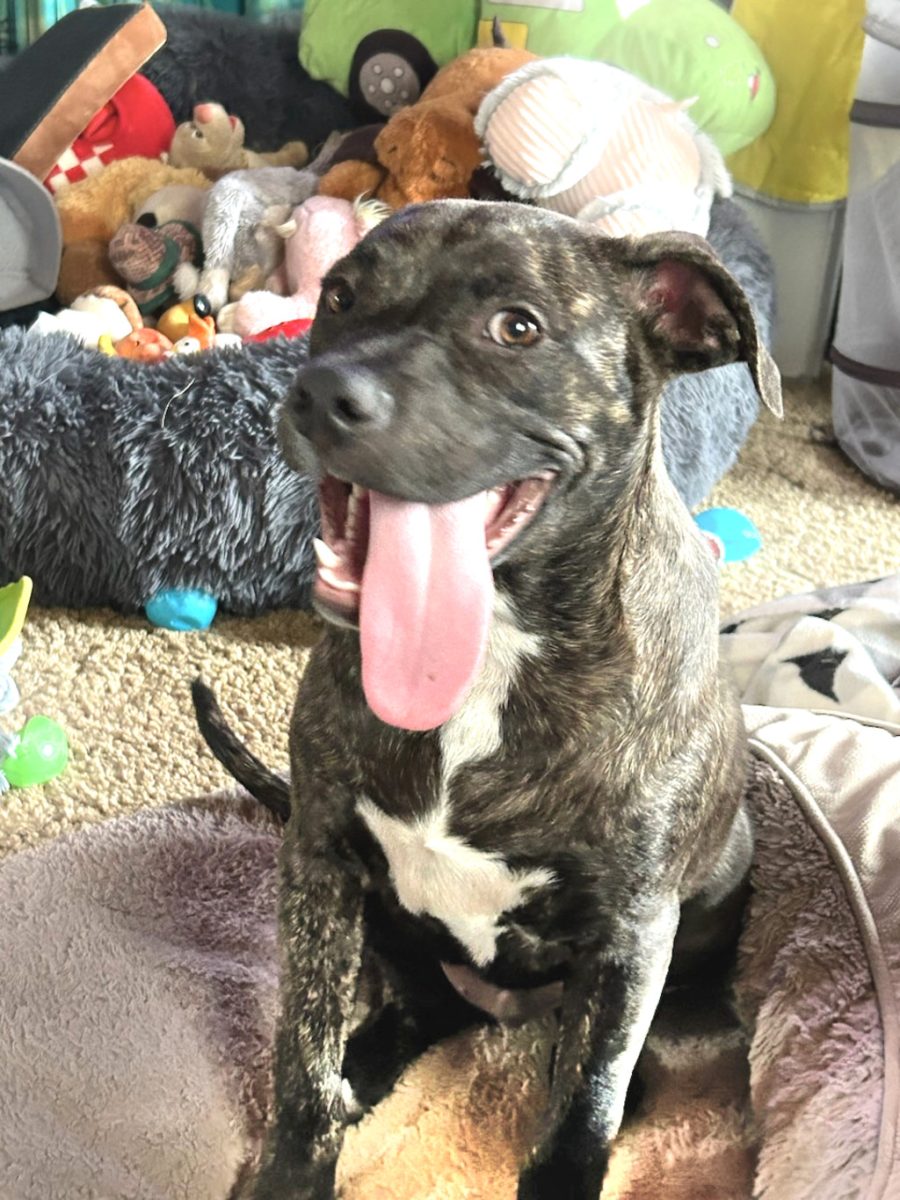 Class clown Brindie can't wait to show you his best tricks - including jumping on the trampoline and "accidentally" falling off the sofa.