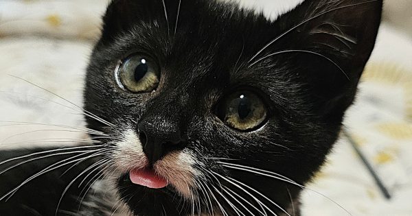 Eurobodalla Animal Welfare League's Pets of the Week: Meet Brindie and Gomez!