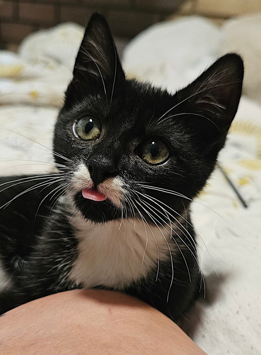 Suave, charming and just a little bit of a doofus, Gomez would love to be your beloved companion.