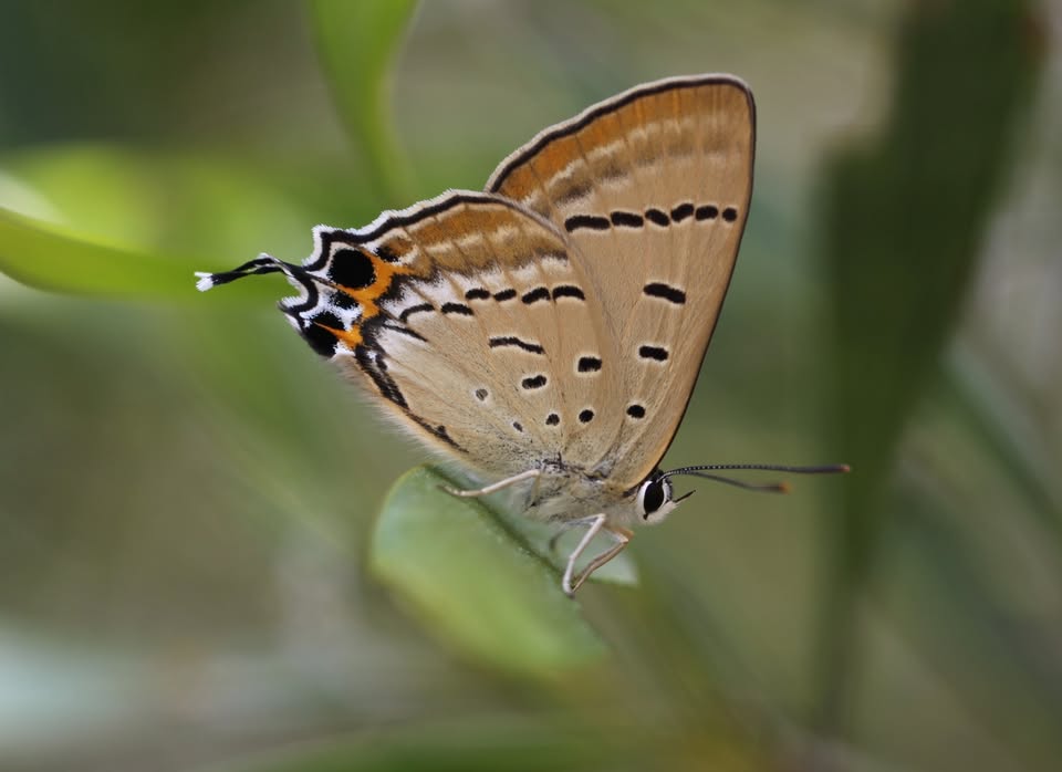 photo for the talking butterflies event