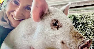 Have you seen this missing pig? No, it's not a porky