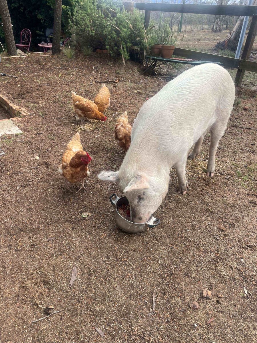 Pig with chooks
