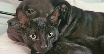 Eurobodalla Animal Welfare League's Pets of the Week: Meet Minn and Jett!