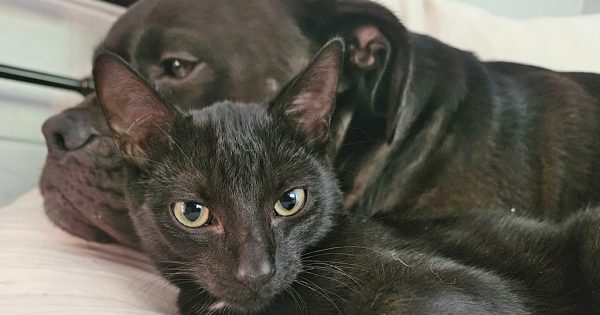 Eurobodalla Animal Welfare League's Pets of the Week: Meet Minn and Jett!