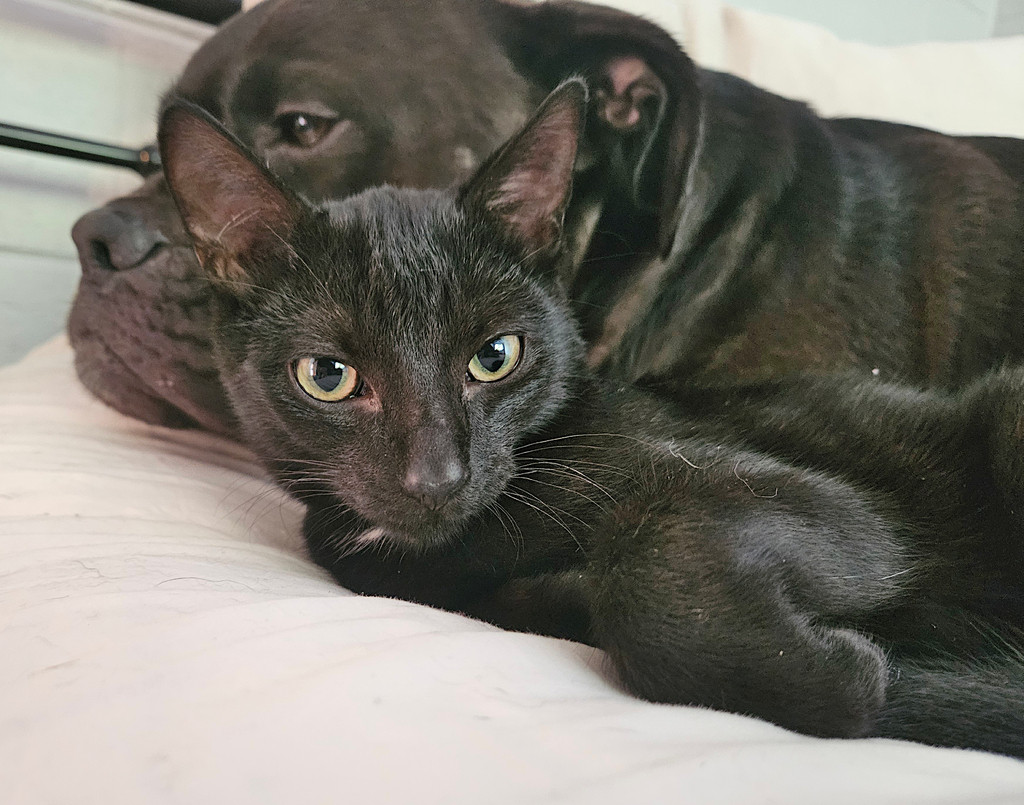 After a tough start to life, Jett can't get enough love - whether he's snuggled up to the dog, another cat, or you!