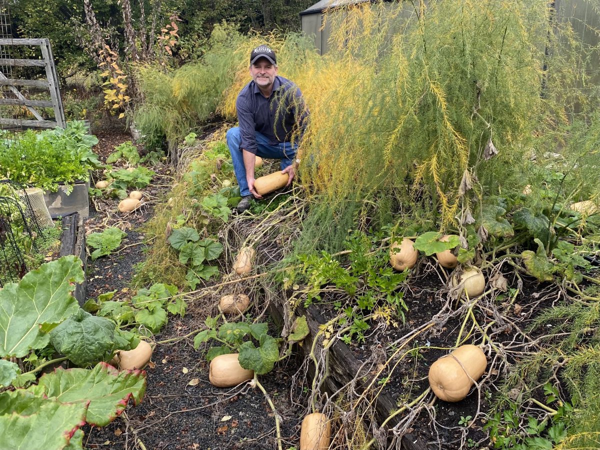 About 50 butternut pumpkins are almost ready for harvest behind the Laggan Pantry and executive chef Evan Marler cannot wait to begin making soup from them. He believes they need another week before they're at their peak for picking and cooking.