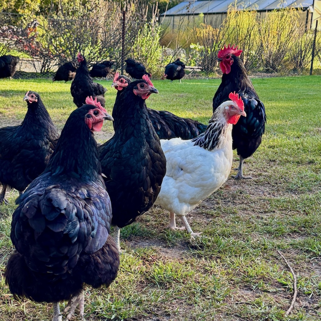 Australorp hens and a rooster and a Light Sussex chook forage under serene afternoon sunshine outside Laggan Pantry restaurant.