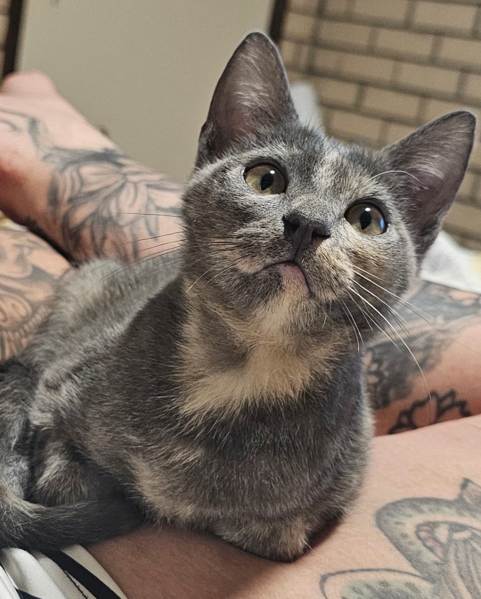Sassy and sweet, Minn's pint-sized body houses an enormous personality.
