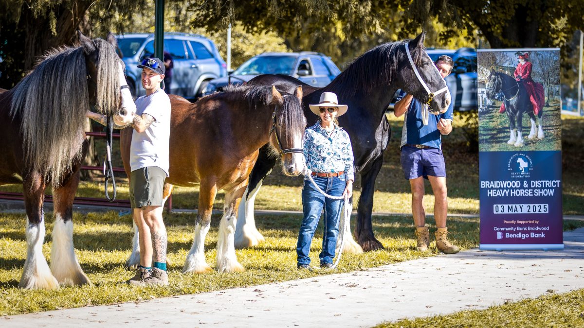 photo of braidwood heavy horse show