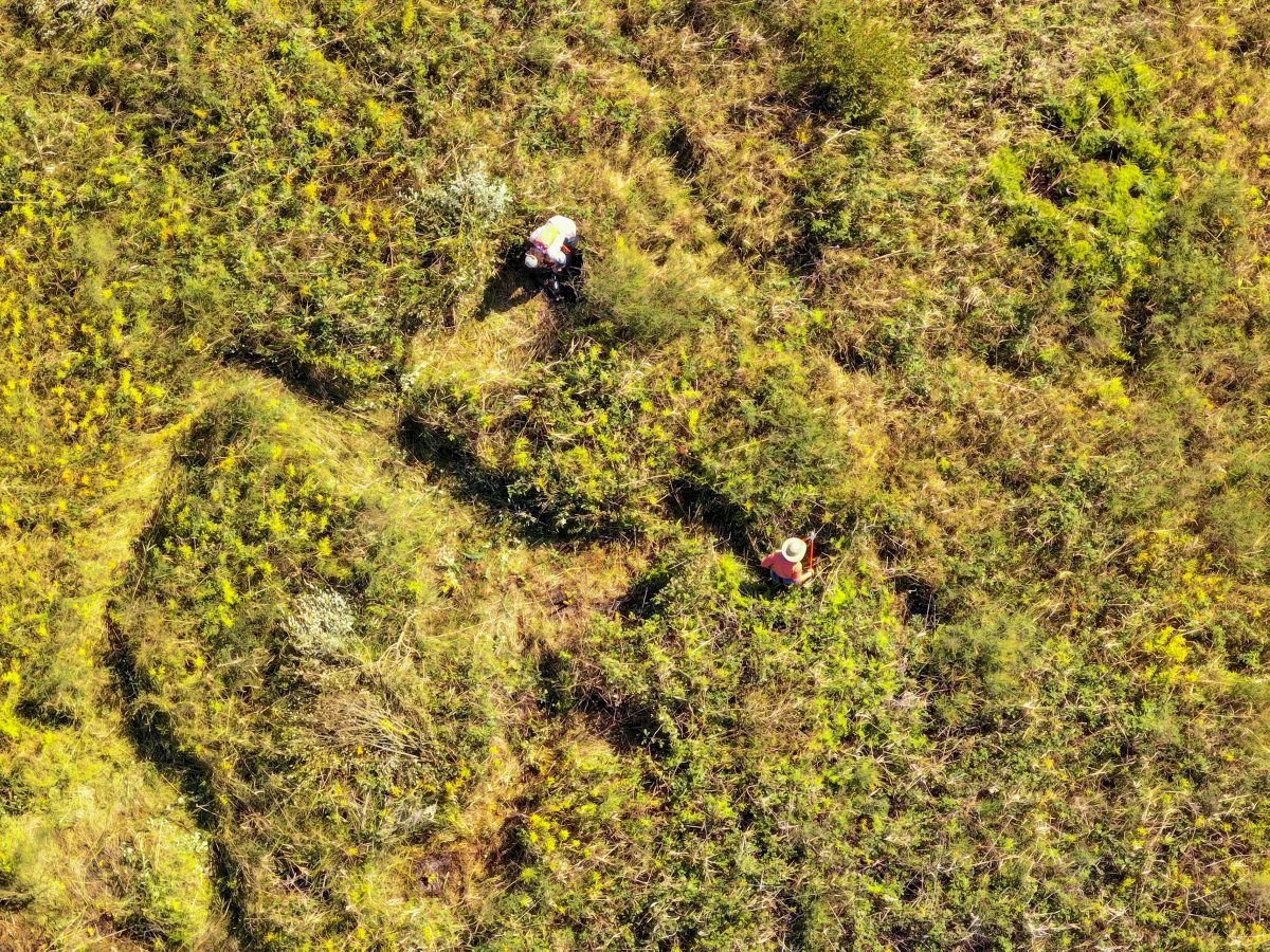 aerial of people in Wingecarribee swamp