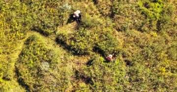 Legal action against coal mine funds rehabilitation of 5000-year-old peat swamp