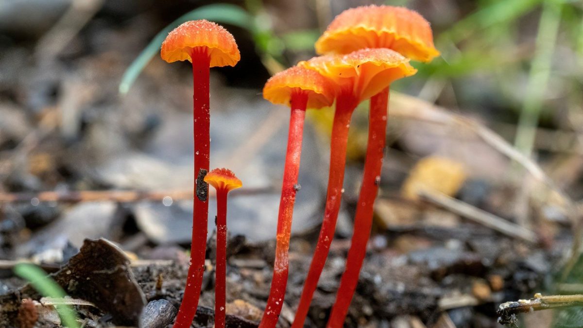 From the Forest: Walk and lab session