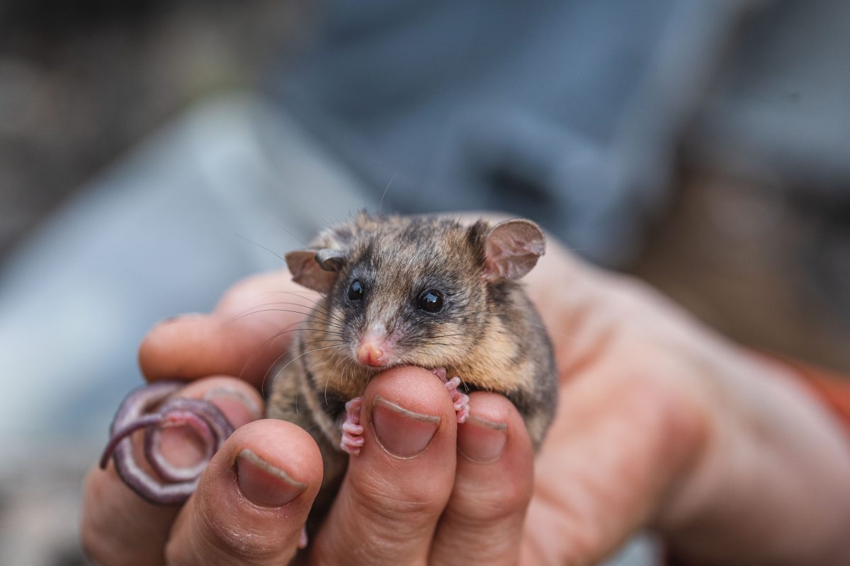 A Mountain Pygmy Possum being held in someone's hand