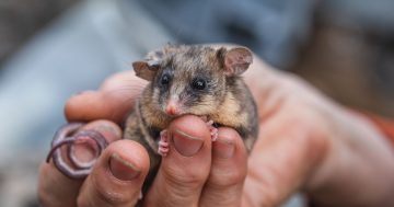 'Iconic' possum making a comeback in Snowy Mountains with help of special treats