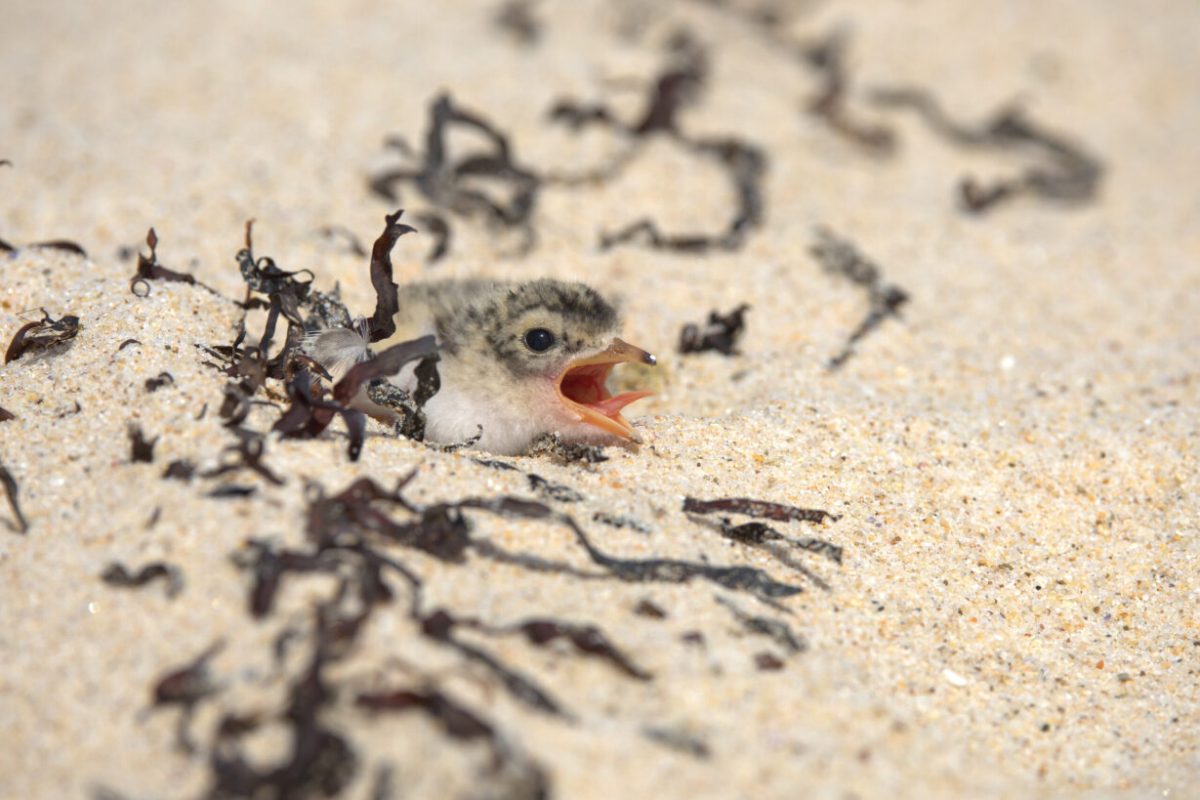 These tiny birds are sometimes hard to see, but their numbers are holding steady.