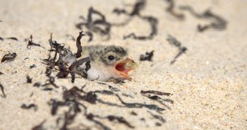 Increase in numbers of endangered birds an 'incredible achievement'
