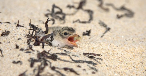 Increase in numbers of endangered birds an 'incredible achievement'