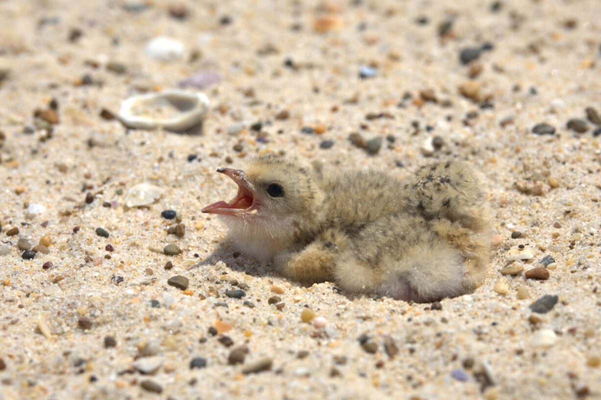 The NSW NPWS is urging beachgoers to watch out for beach-nesting birds.