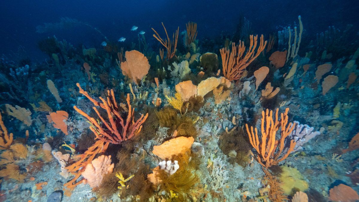 Deep sponge gardens in the Great Southern Reef are threatened as long-spined sea urchins overgraze kelp forests.