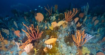From pest to delicacy: White Rock doco on the underwater crisis killing kelp forests