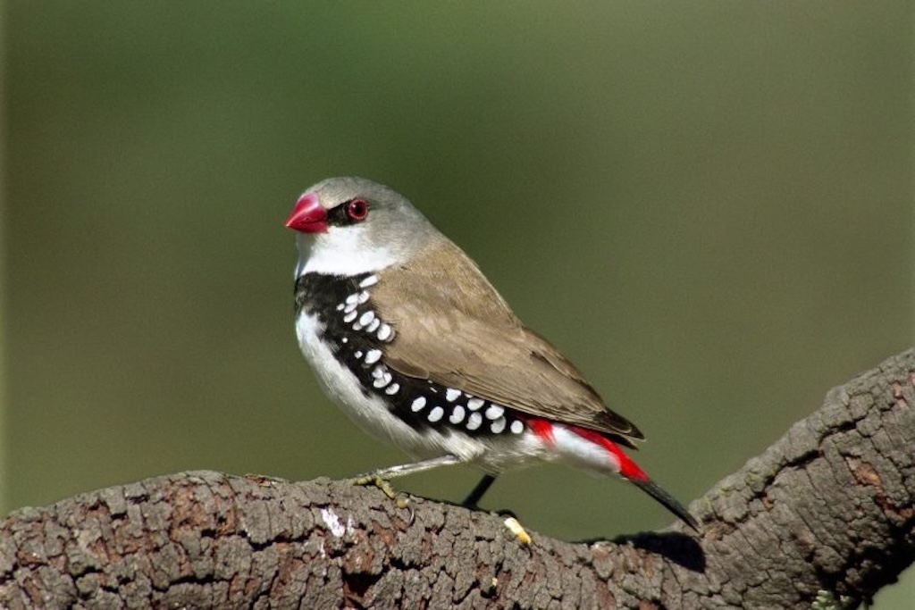The striking but endangered Diamond Firetail finch has been recorded in a patch of woodland that will be cleared to make way for gas-fired power stations near Marulan.