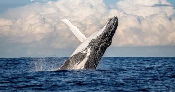 It's not long before your next 'whale fix', with reports of early sightings
