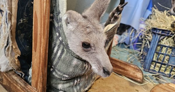 Possumwood Wildlife treats animals differently - and wants to share the knowledge