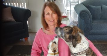 How Eurobodalla Council could help improve conditions for animals in the pound