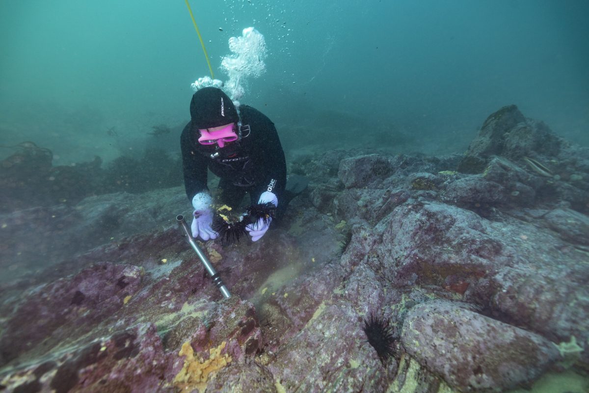 Culling is the last resort to save reefs and bring back kelp