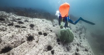 The South Coast sea urchin diver at the coalface of climate change