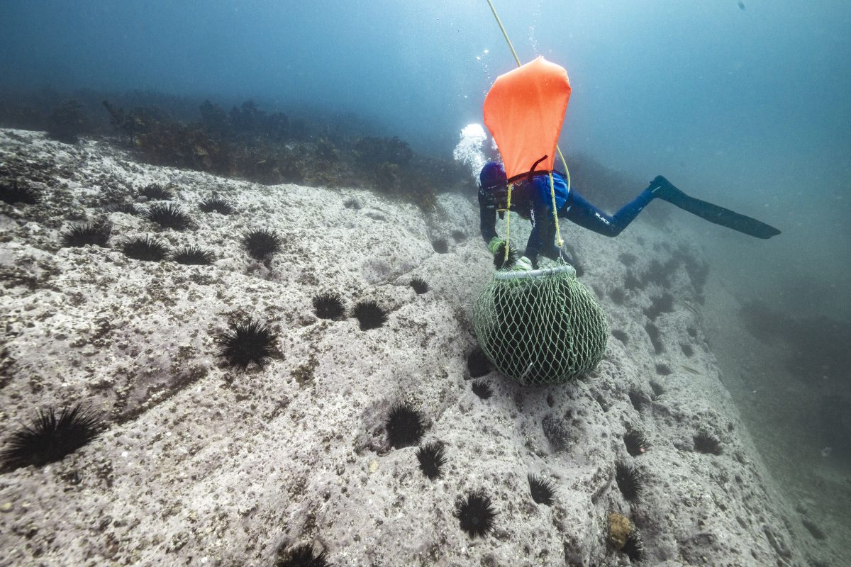 Diving for sea urchins off the coast of Eden.