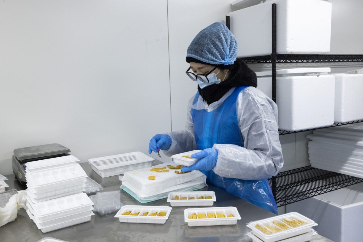 After being dried on paper to remove moisture, the sea urchin is packed in trays for high-end restaurants.