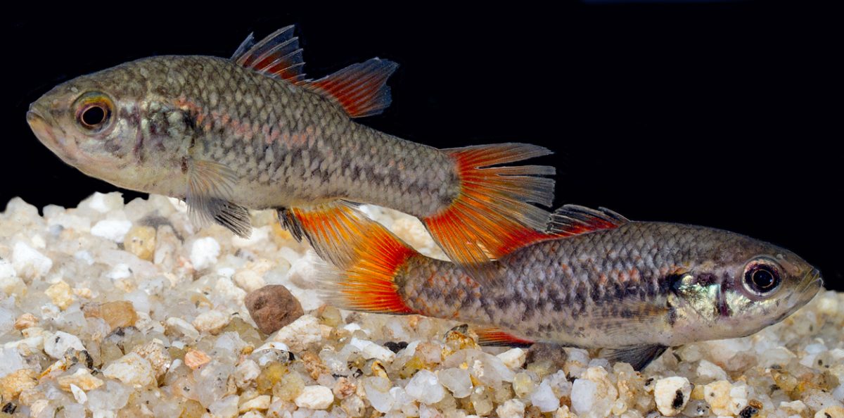 southern pygmy perch
