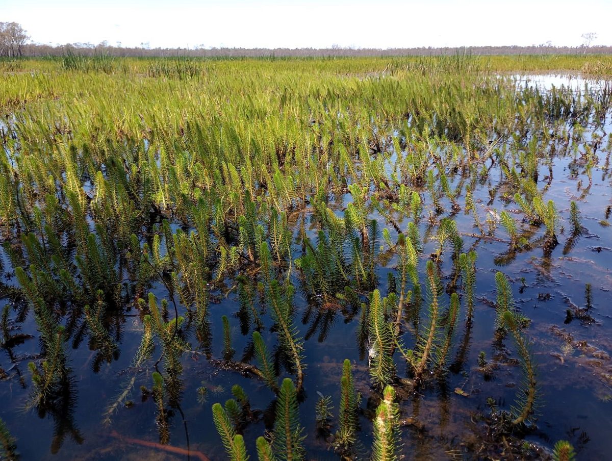 Southern Pygmy Perch habitat