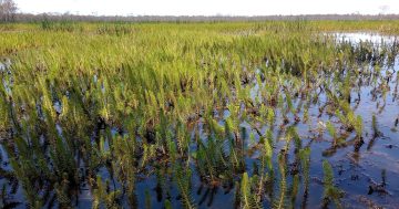 Tumut's wetlands and 'fish hotels' viewed as vital to saving endangered fish