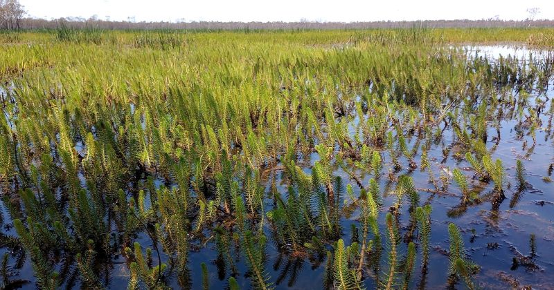 Tumut's wetlands and 'fish hotels' viewed as vital to saving endangered fish