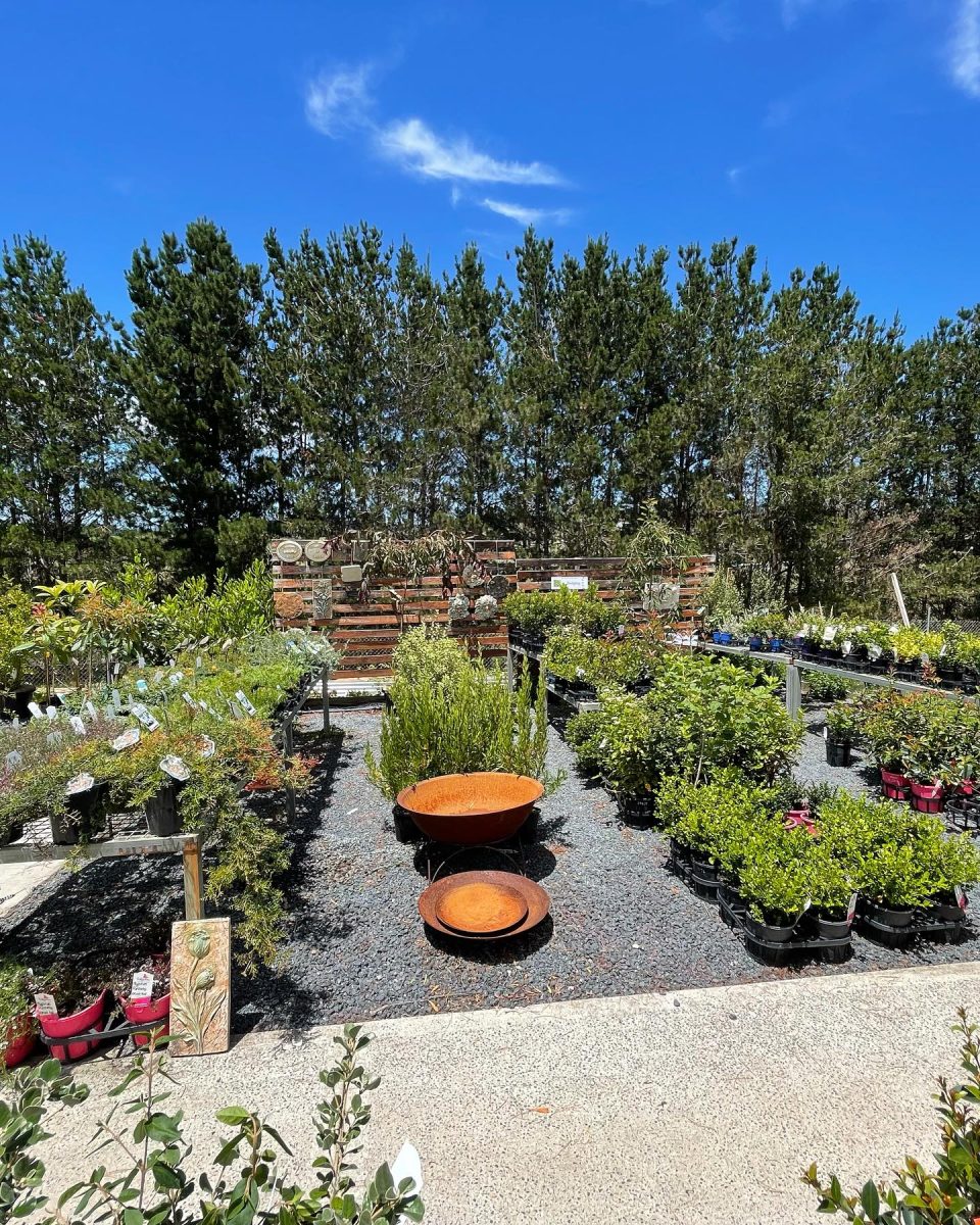 A nursery with a range of flowering plants
