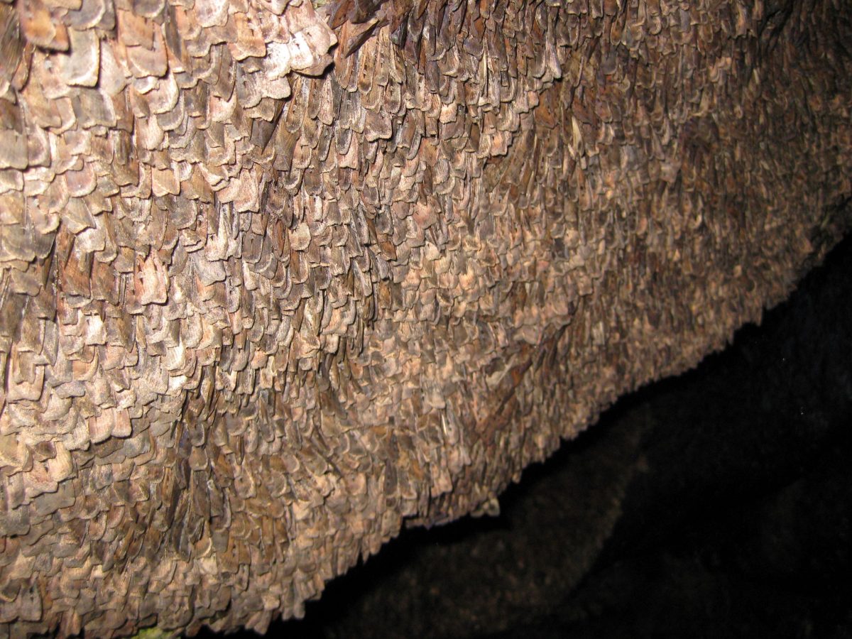 Bogong moths