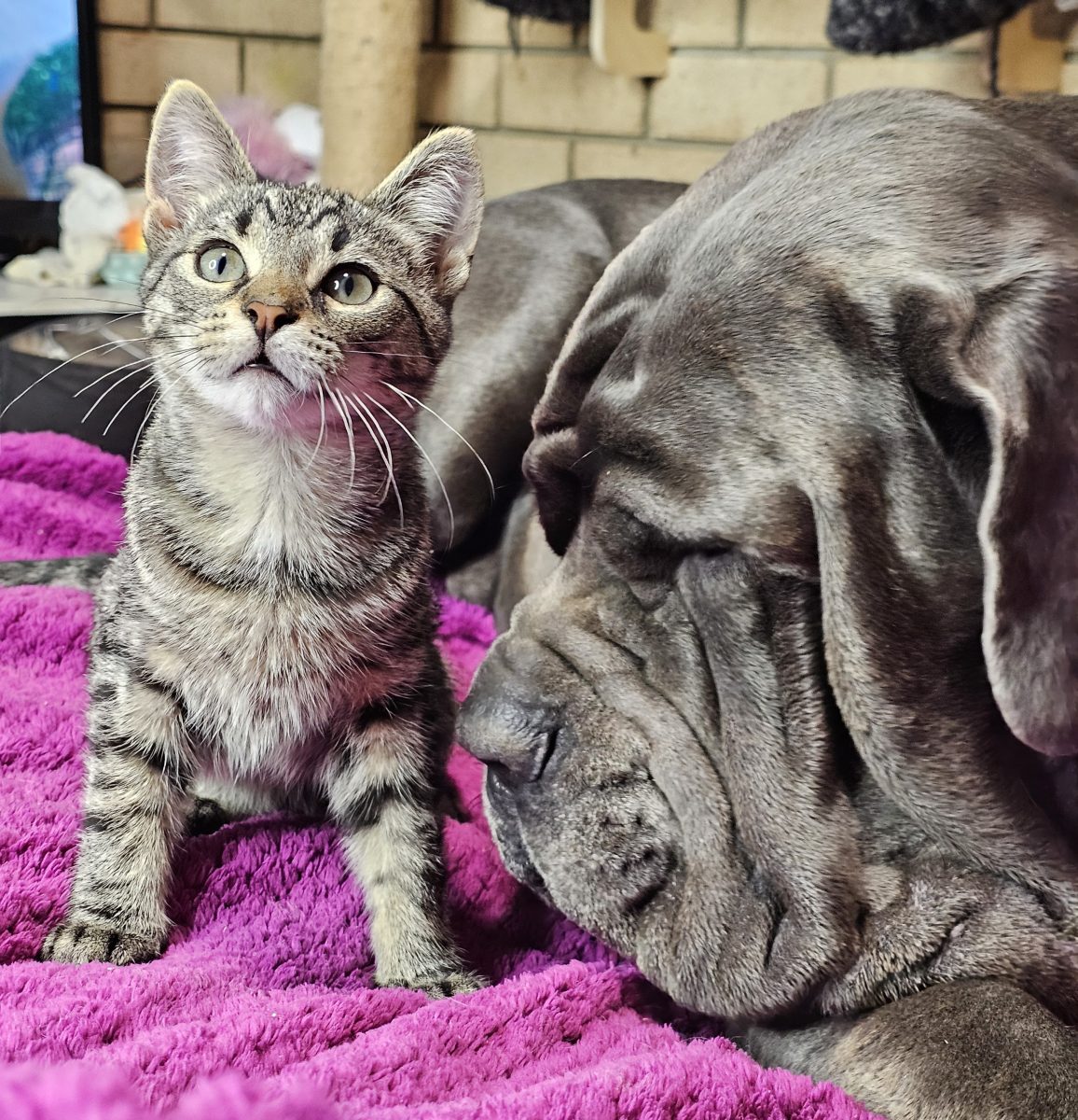 Churro the kitten loves all creatures great and small.