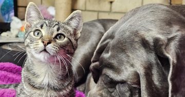 Eurobodalla Animal Welfare League's Pets of the Week: Meet Churro and Echo!