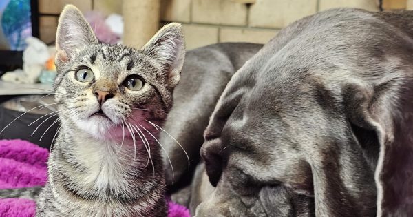 Eurobodalla Animal Welfare League's Pets of the Week: Meet Churro and Muffin!