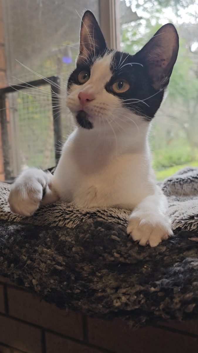 Echo is looking for a home that will celebrate her differences.
