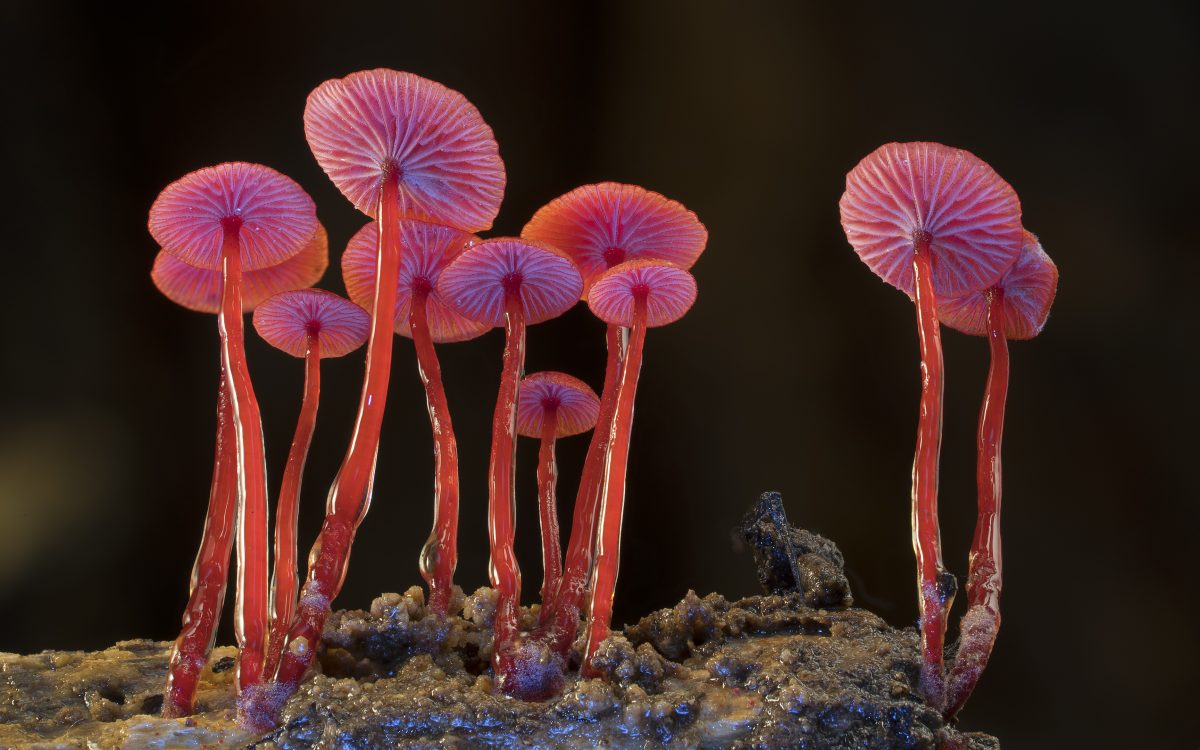 Fungi Feastival