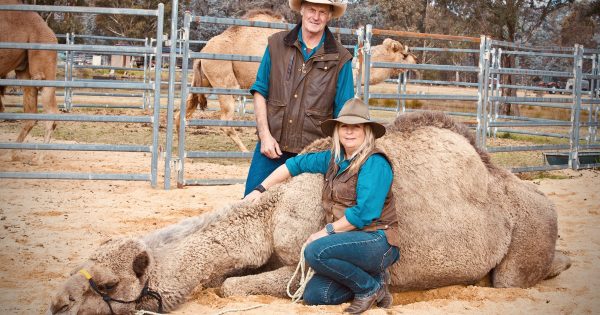 Would camel rides breach a line in the sand? New plan offers taste of Outback at the beach