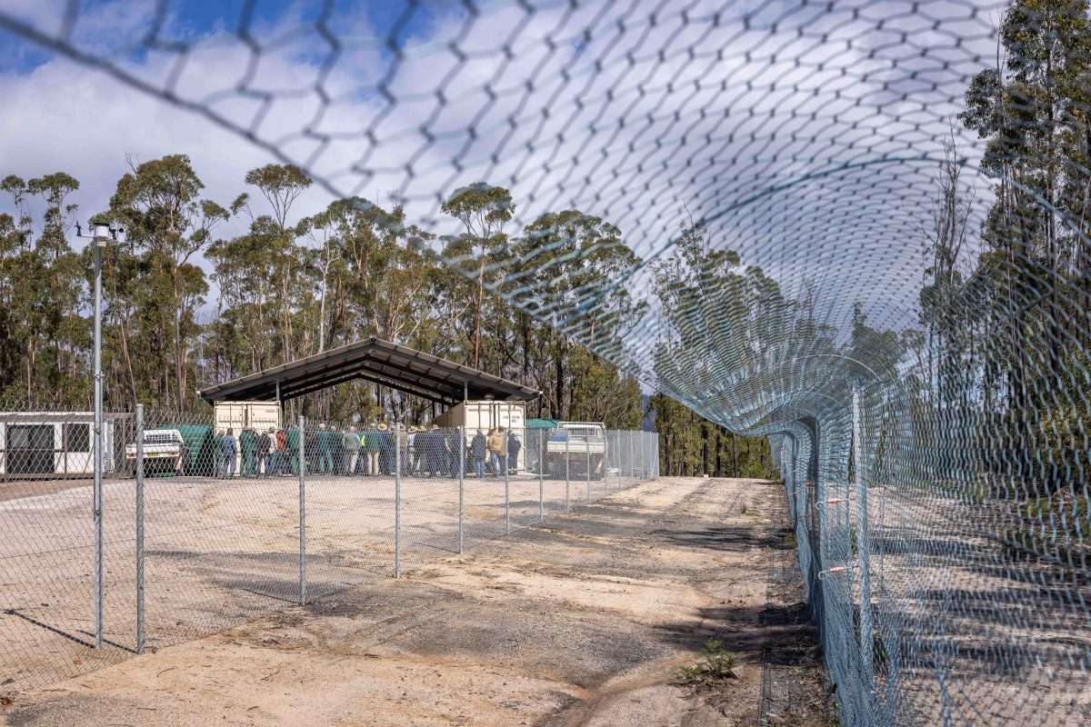A 25-kilometre feral-proof fence surrounds the 2000-hectare Nungatta feral predator-free area in South-East Forest National Park.