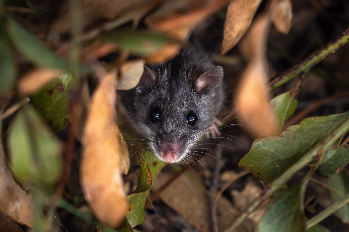 Since September 2024, 79 critically endangered smoky mice have been reintroduced into the area.
