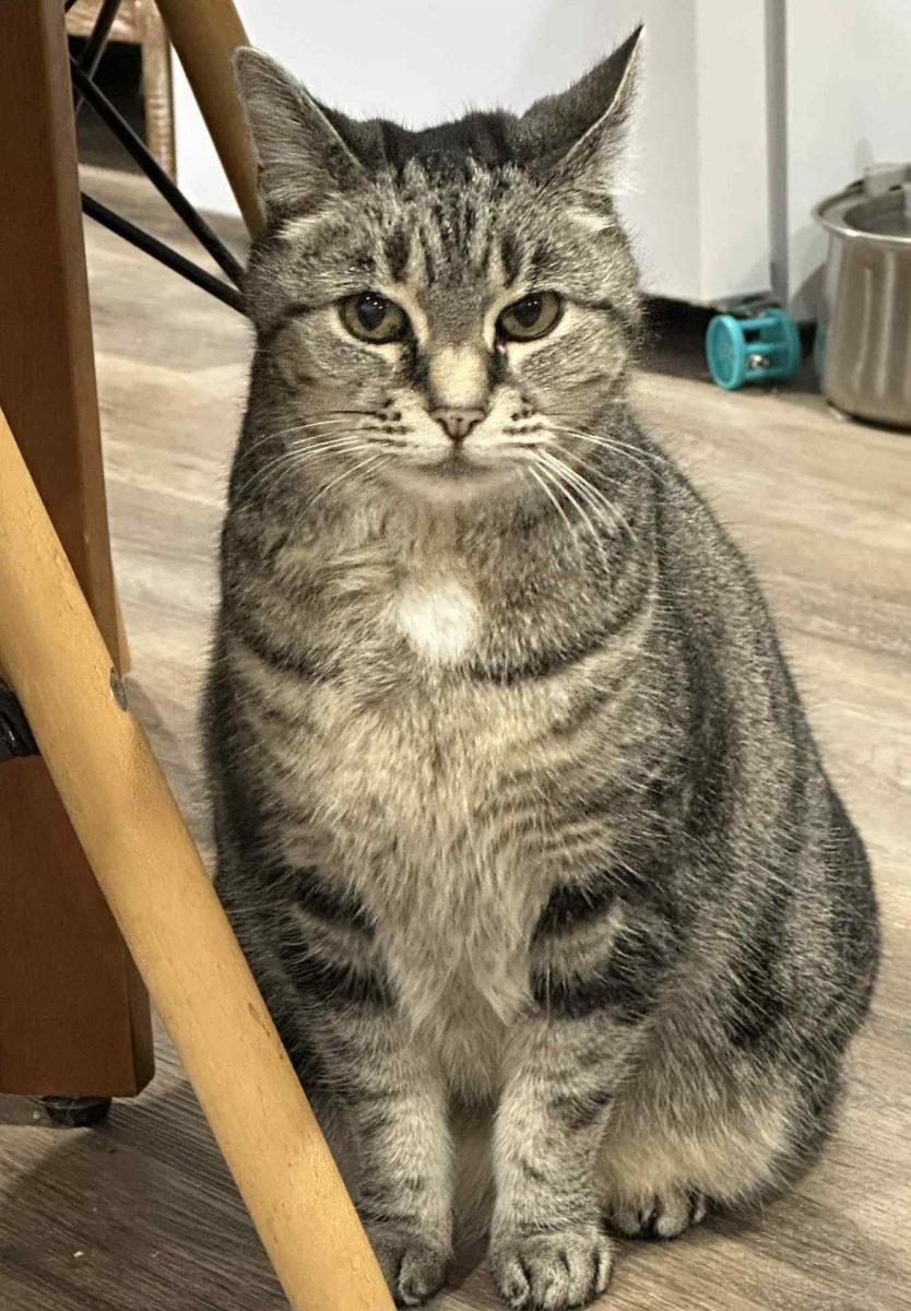 Sylvie waited with her fallen owner for four days until help came - but now she's the one who needs to be rescued. 