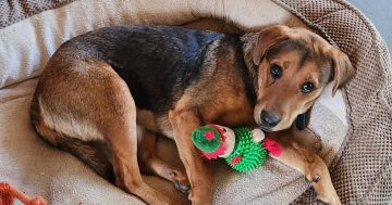 Eurobodalla Animal Welfare League's Pets of the Week: Meet Tina and Sylvie!