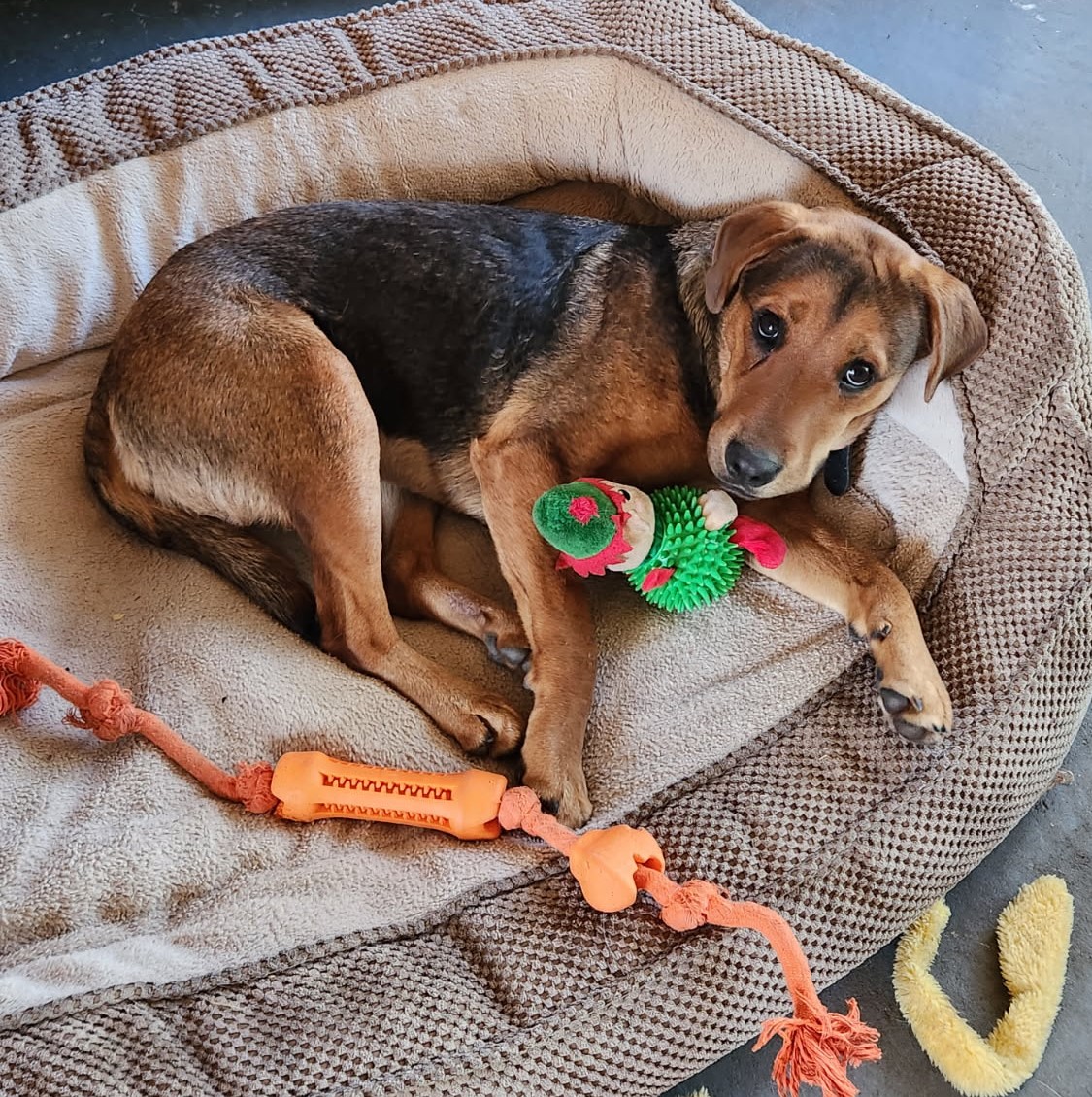 Tina came into care fearful after a tough start to life - but it's hard to be scared when you're tucked up with all your favourite toys. 